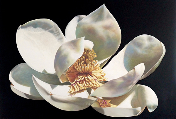 Magnolia Commission by Anne-Marie Zanetti | Lethbridge Gallery